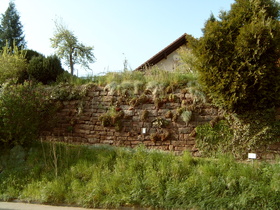 eine Steinmauer in trockener, windgeschützter Südostlage …