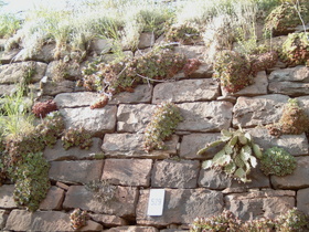 … mit Opuntien (Opuntia) neben den einheimischen Mauerpflanzen