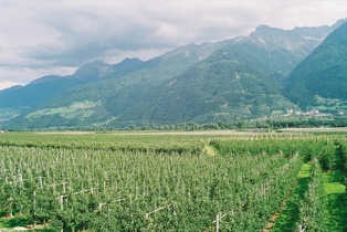 im Vinschgau, Blick Richtung Alpenhauptkamm