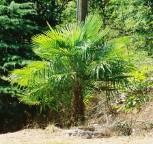 Hanfpalme (Trachycarpus), verwildert