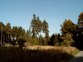 Fichtenwald an der Laube