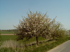 ein blühender Apfelbaum (Malus domestica)