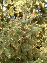 Gemeine Fichte (Picea abies), ♀ und ♂ Blüten