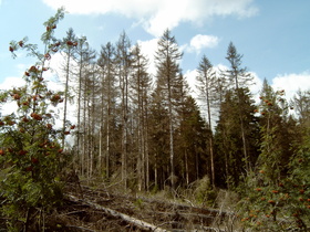 Totholz nahe Sonnenberg