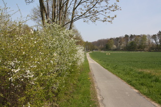 Radweg an der L391 in Wennigser Mark