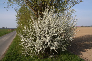 blühender Schlehdorn (Prunus spinosa)