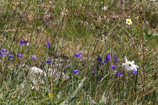 Berghügel-Glockenblume (Campanula collina)