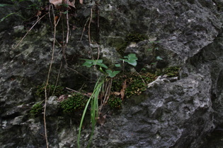 Leberblümchen (Anemone hepatica)
