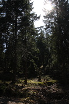 Fichtenwald im Nationalpark Harz