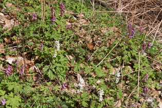 Hohler Lerchensporn (Corydalis cava)