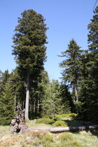 Fichtenwald auf dem Rehberg