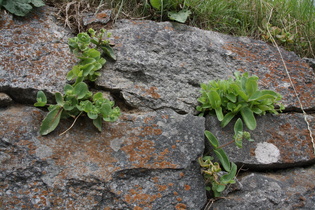 Berg-Fetthenne (Hylotelephium telephium subsp. fabaria)