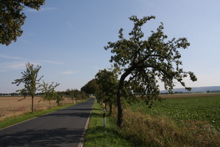 Apfelbaumallee zwischen Langreder und Redderse, Blick nach Südosten
