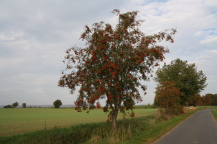 Vogelbeere (Sorbus aucuparia) mit reifen Früchten