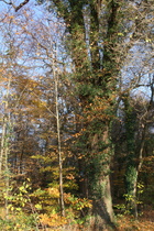 eine Stieleiche (Quercus robur), mit Gemeinem Efeu (Hedera helix)