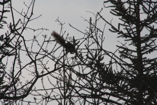 ein Eichhörnchen(Sciurus vulgaris) in den Baumkronen