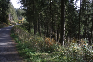 auf solchen Straßen kommt schon Bergfahrgefühl auf, "Schleichweg" zwischen Wildemann nach Hahnenklee-Bockswiese