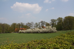 blühender Schlehdorn (Prunus spinosa) bei Bantorf