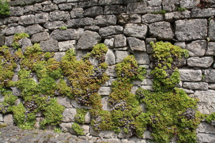 in Bernterode, eine Mauer mit Dach-Hauswurz (Sempervivum tectorum)