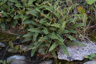 Milzfarn (Asplenium ceterach)