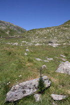 Blauer Eisenhut (Aconitum napellus) ☠, im Hintergrund die Splügenstraße oberhalb von Monte Spluga