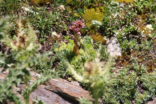 Berg-Hauswurz (Sempervivum montanum) in Bildmitte