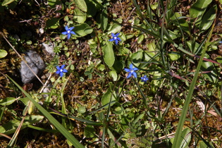 Schnee-Enzian (Gentiana nivalis)