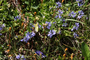 Bittere Kreuzblume (Polygala amara)