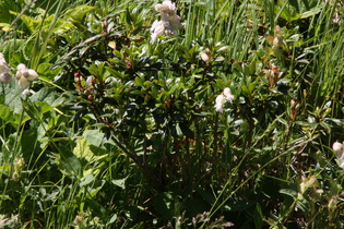 Rostblättrige Alpenrose (Rhododendron ferrugineum) oberhalb der Baumgrenze