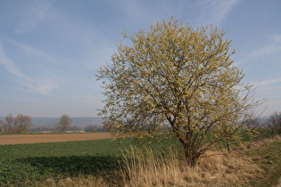 blühende Weide (Salix), im Hintergrund der Altendorfer Berg