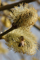 eine Westliche Honigbiene (Apis mellifera) auf den Weidenblüten