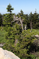 Gemeine Fichte (Picea abies) an der montanen Baumgrenze