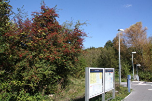 Weißdorn (Crataegus) am Bahnhof Hannover-Bornum