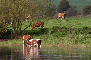 tierischer Badespaß in der Weser