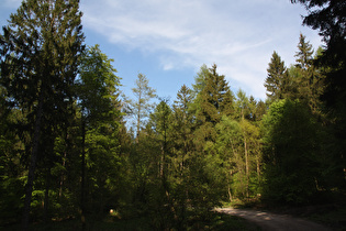 Abfahrt durch den  Wald vom Nienstedter Pass zum Bahnhof Egestorf
