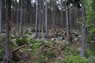 im Brockenumfeld liegt viel Geröll im Wald