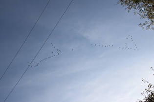 Zugvögel über dem Bahnhof Hannover-Bornum