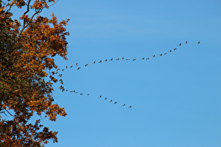 Zugvögel über dem Deister