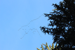 Zugvögel über dem Kellwassertal …