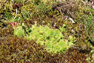 Berg-Hauswurz (Sempervivum montanum)