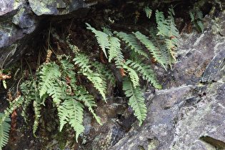 Gewöhnlicher Tüpfelfarn (Polypodium vulgare) auf dem Felsen