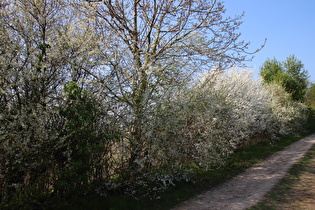 Schlehenblüte am Gehrdener Berg