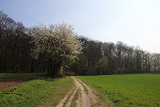 Kirschblüte am Gehrdener Berg