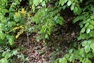 Besenginster (Cytisus scoparius)