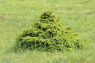 Gemeine Fichte (Picea abies) mit sehr breitem Wuchs