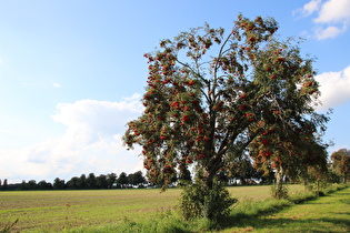 Eberesche (Sorbus aucuparia), reich tragend