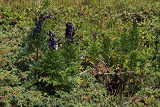 Blauer Eisenhut (Aconitum napellus) ☠