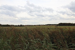Hagenburger Moor, Blick nach Süden auf Hagenburg …