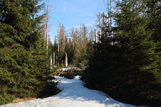 … im Wald am Nordosthang des Bruchberges