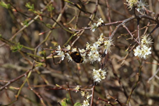 Schlehdorn (Prunus spinosa), darauf eine Dunkle Erdhummel (Bombus terrestris)